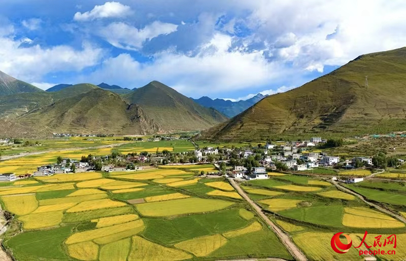 拉萨市墨竹工卡县,油菜花盘活一方经济。人民网记者 吴雨仁摄